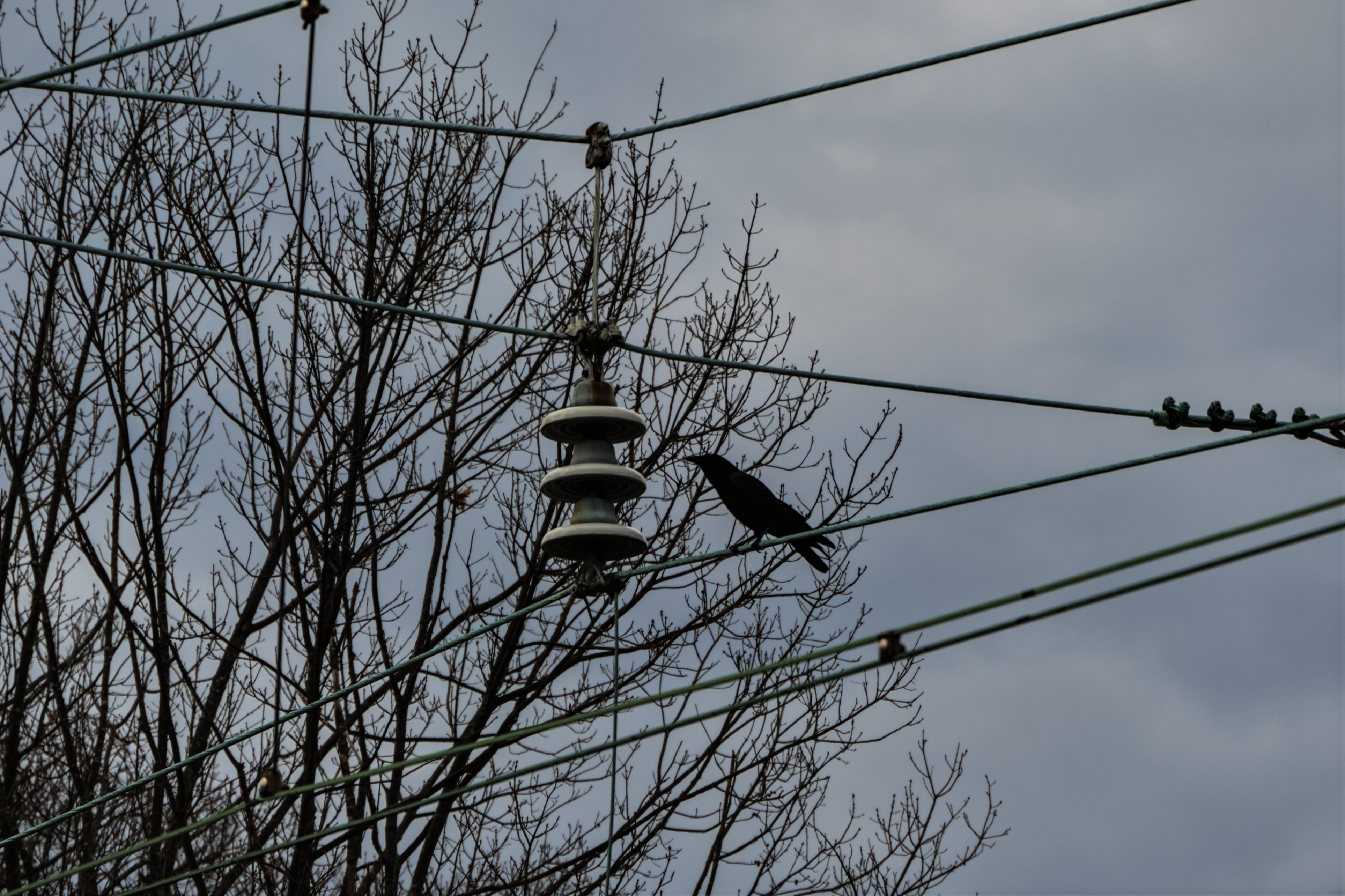 Bird on Catenary, 2024-03-15