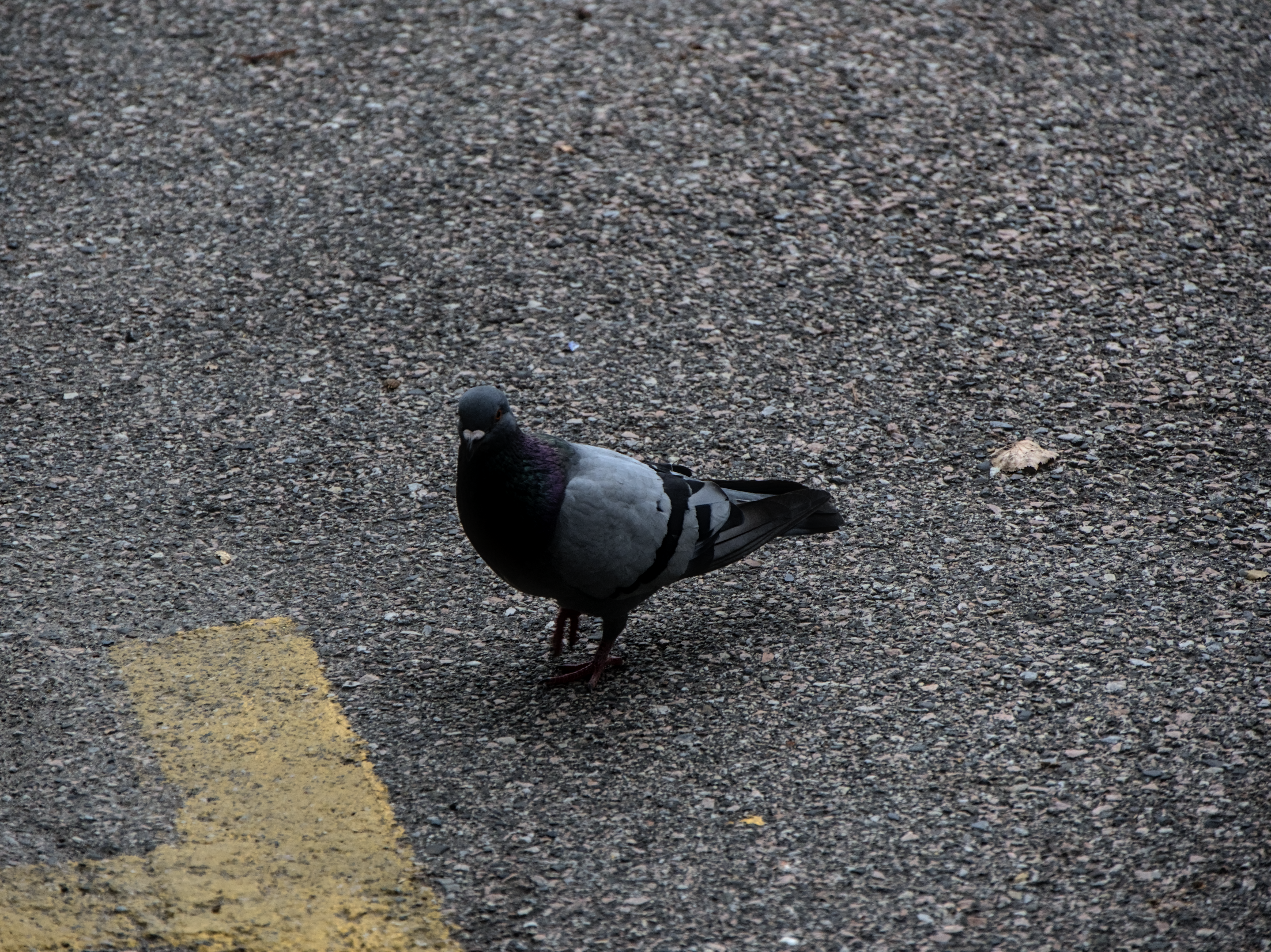 Pigeon, 2024-07-20