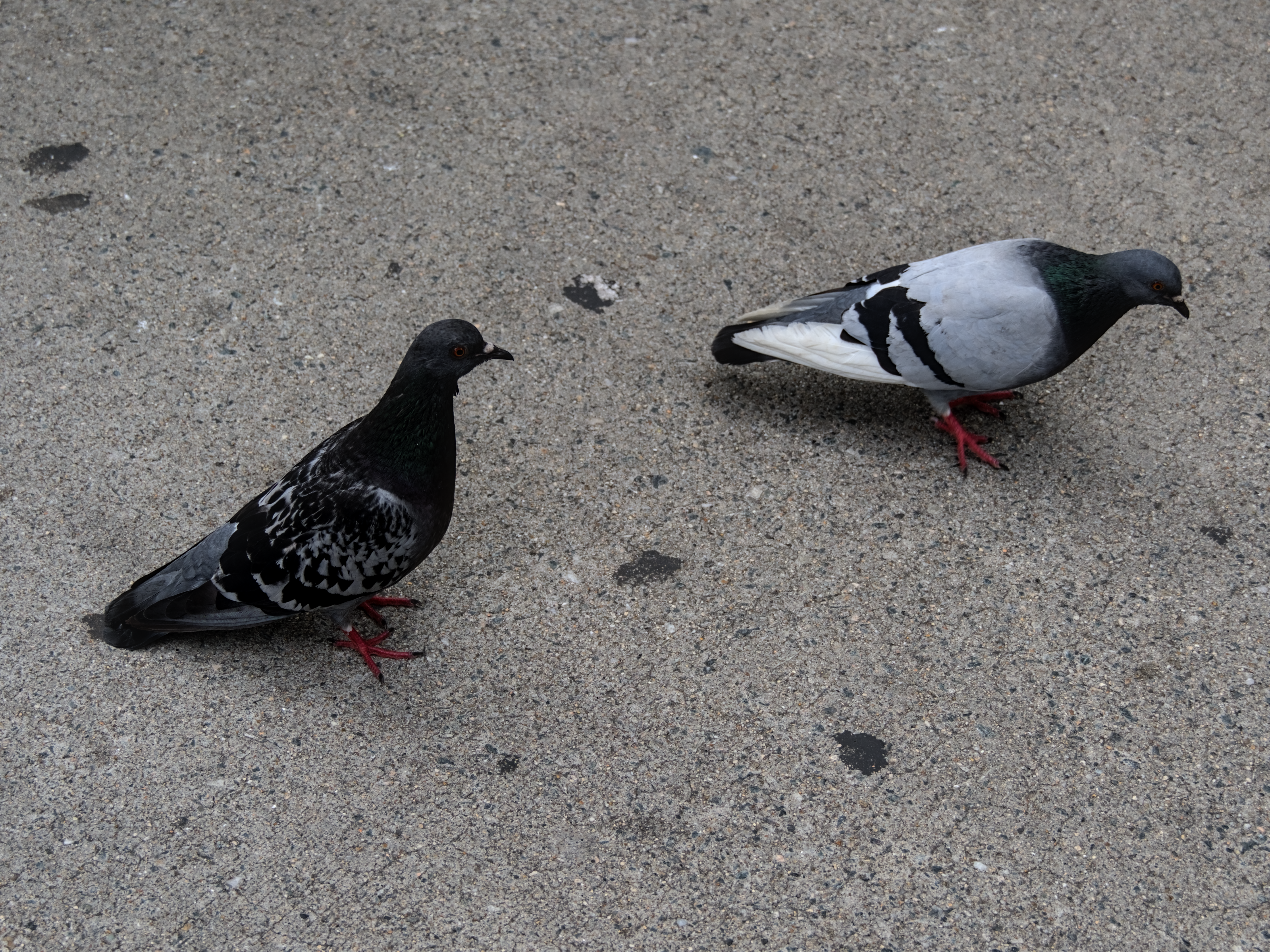 Boston Pigeons