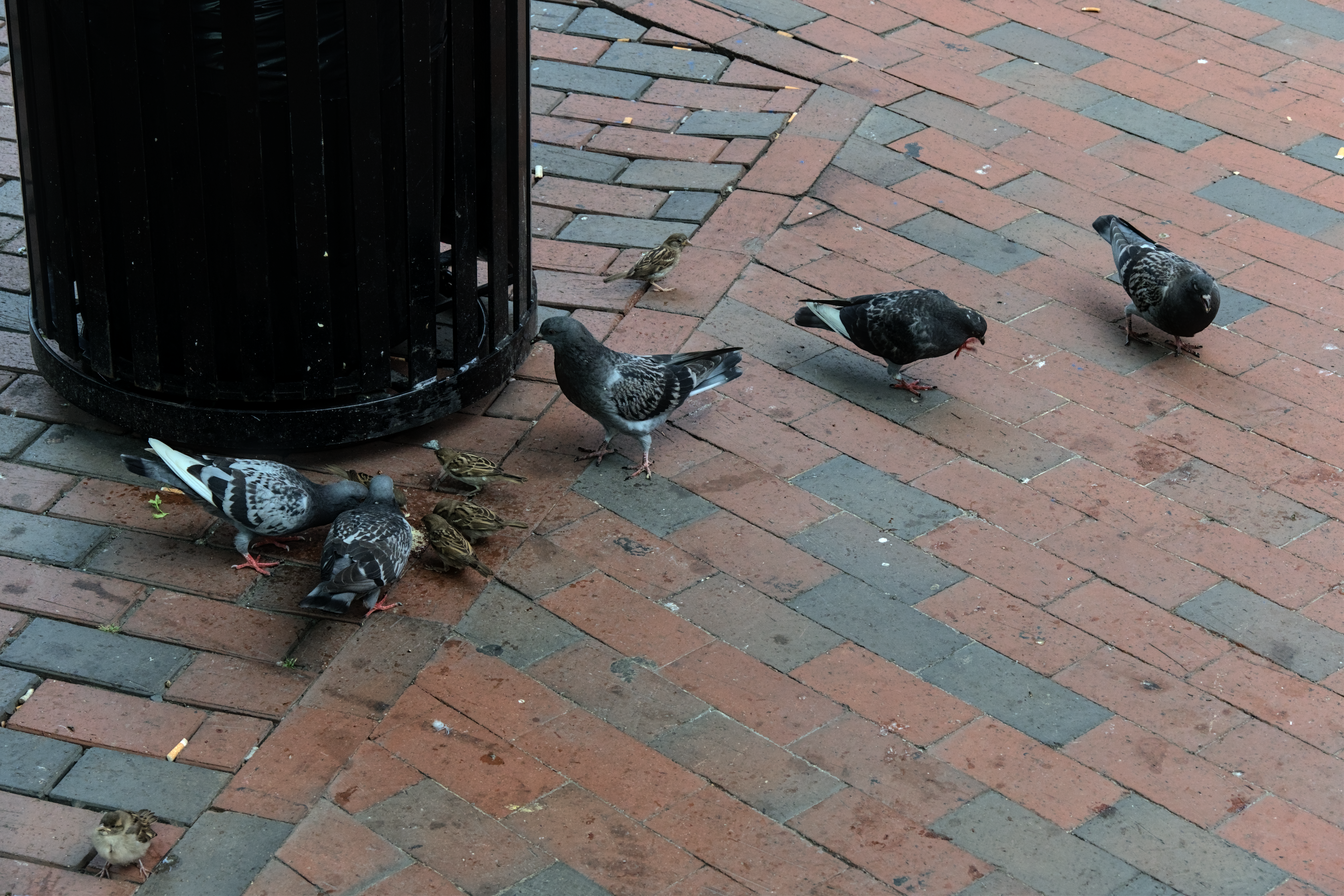 Boston Pigeons